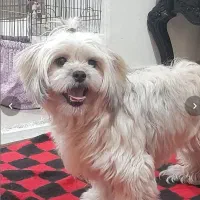 حیوان خانگی