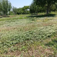 کود سفید