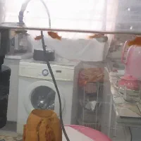 آکواریم|ماهی|سنندج, |دیوار