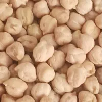 نخود نژاد طارم لرستان