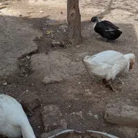اردک تازه ب تخم آمده|حیوانات مزرعه|تربت جام, خیرآباد|دیوار