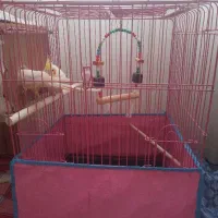 یک جفت عروس هلندی با قفس|پرنده|محمدیه-قزوین, |دیوار