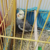 عروس هلندی