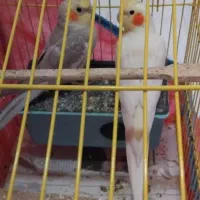 پرندگان )عروس هلندی)