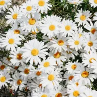 خدمات پرستاری