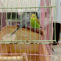 2عددمرغ عشق سروحال باقفس|پرنده|بومهن, |دیوار