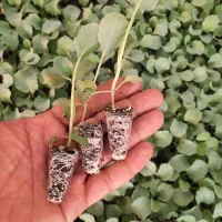 کاهو|خدمات باغبانی و درختکاری|آزادشهر, |دیوار