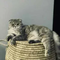 فروش گربه اصیل اسکاتیش ماده|گربه|پردیس, فاز ۱۱|دیوار