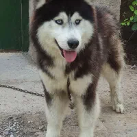 سگ هاسکی