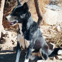 سگ شکاری کاملا با هوش سریع برا شکار برا فروش