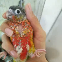 جوجه گیرین دبل رد و رد