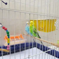 جفت مرغ عشق