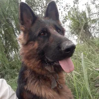 گمشده|سگ|فریدونکنار, |دیوار