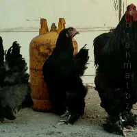 تخم مرغ نطفه دار،جوجه،مولد برهما،تخم مرغ محلی
