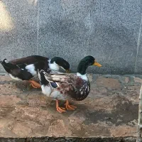 حیوانات مزرعه|حیوانات مزرعه|طرقبه, |دیوار