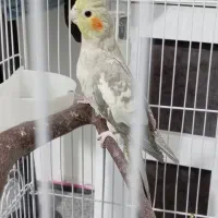 عروس هلندی ماده