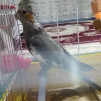 عروس هلندی  نر و ماده