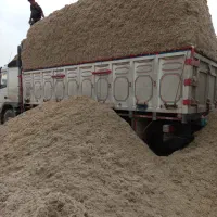 فروش باگاس یا کاه نیشکر جایگزین کامل کاه گندم