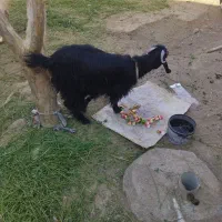 بزکوهی|حیوانات مزرعه|ایرانشهر, |دیوار