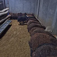 ۱۰۰راس بره نر