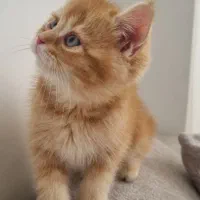 فروش گربه بریتیش شورت‌هیر