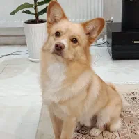 پامر اشپیتز