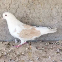 کفتر