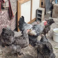 مرغ و خروس برهما دارک|حیوانات مزرعه|امامزاده عبدالله, |دیوار