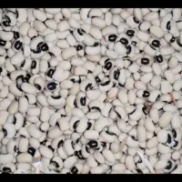 لوبیا چشم بلبلی چین امسال