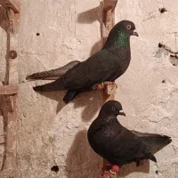 زاغ بمی|پرنده|کرمان, |دیوار