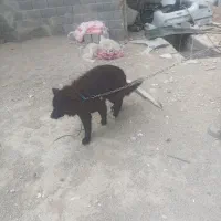 واگزاری سگ ژرمن شیپرت بلک