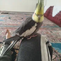 عروس هلندی نر سوخنگو سالم و سرحال