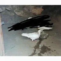 کبوتر جوجه سرور
