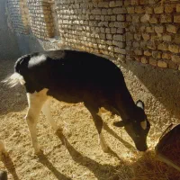 دوعدگوساله فروشی یک نر ویک ماده است|حیوانات مزرعه|مشهد, دهشک|دیوار