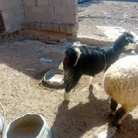 بز وکره|حیوانات مزرعه|تیمور آباد, |دیوار