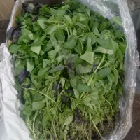 سبزی|خوردنی و آشامیدنی|بهبهان, |دیوار