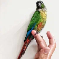 گرینچیک نرمال ( اصل نژاد )