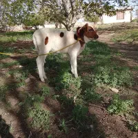 فروش  گوساله سمینتال  ماده