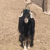 بز شاخ جفت (چهار شاخ)|حیوانات مزرعه|شیراز, دارالرحمه|دیوار