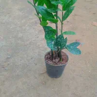 گلهای آپارتمانی|گل و گیاه طبیعی|مشهد, ایثارگران|دیوار