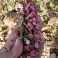 زرشک|خوردنی و آشامیدنی|فردوس (خراسان), |دیوار