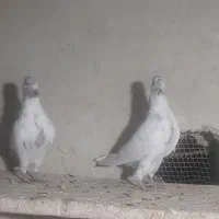 کبوتر|پرنده|ارومیه, |دیوار