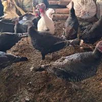 بوقلمون فروشی|حیوانات مزرعه|شیروان (خراسان), |دیوار