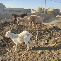 نر بز سانن پاکستانی و الپاین|حیوانات مزرعه|فریمان, |دیوار