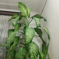 گل دیفن باخیا