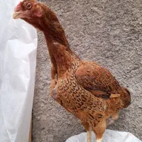 مرغ کرچ ..کوک مرغ الیرام