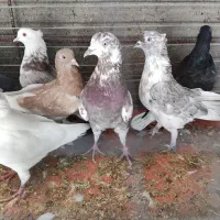 پرشی و رنگی
