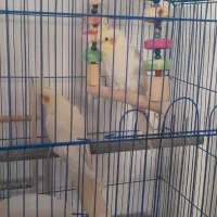 یک جفت عروس هلندی نر و ماده بالغ