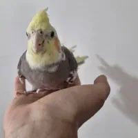 عروس هلندی|پرنده|فلاورجان, |دیوار