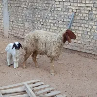 گوسفندعراقی درجه یک|حیوانات مزرعه|کارون, |دیوار